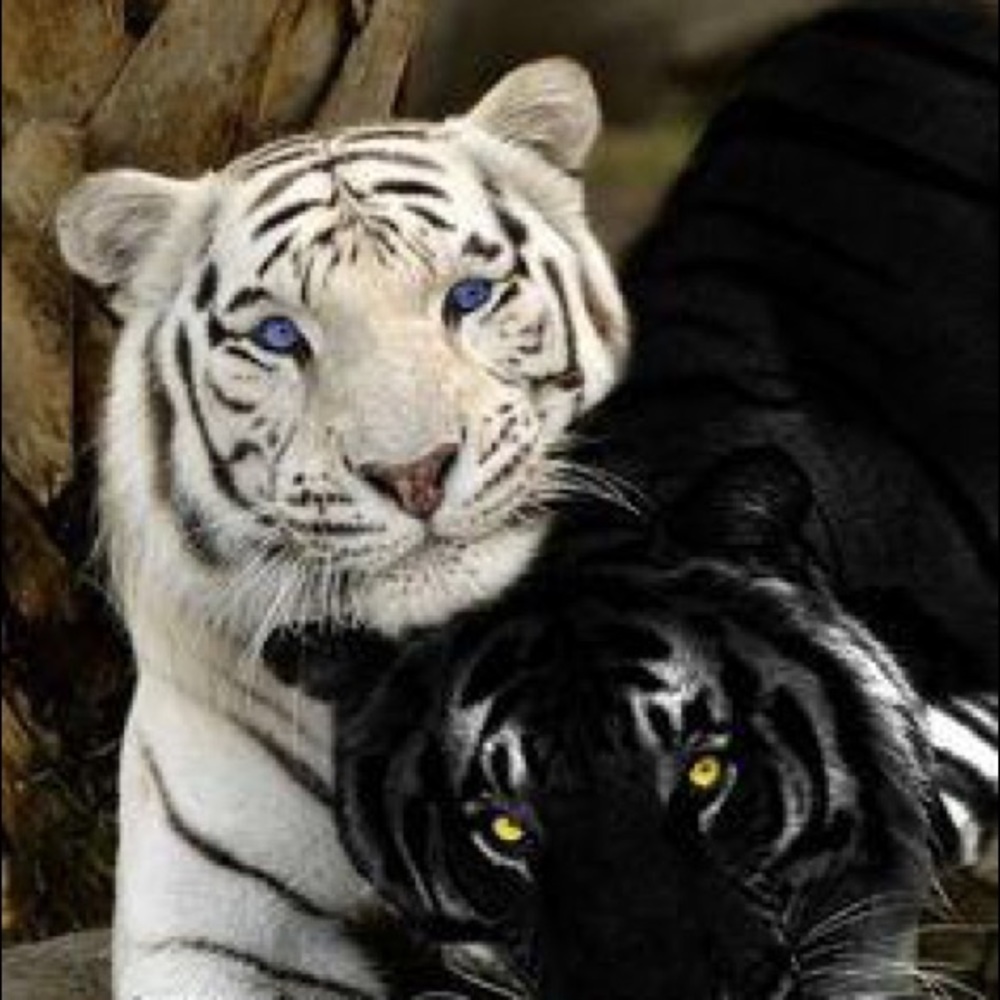 Meet your Posher, Stacey